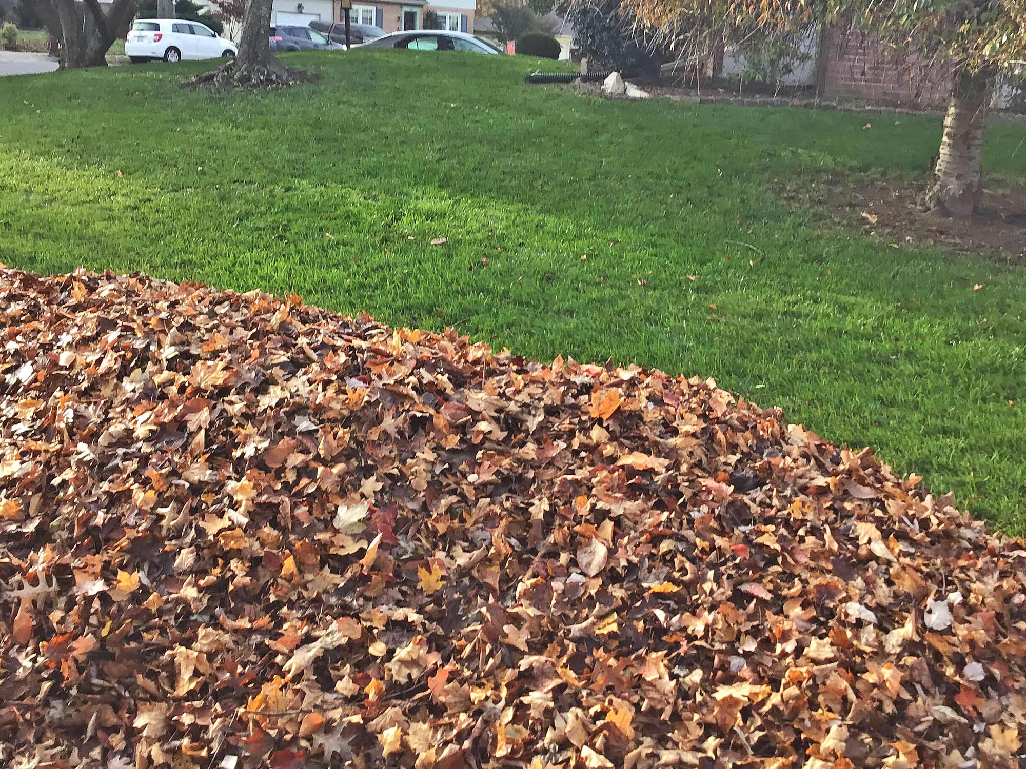 Seasonal clean-ups