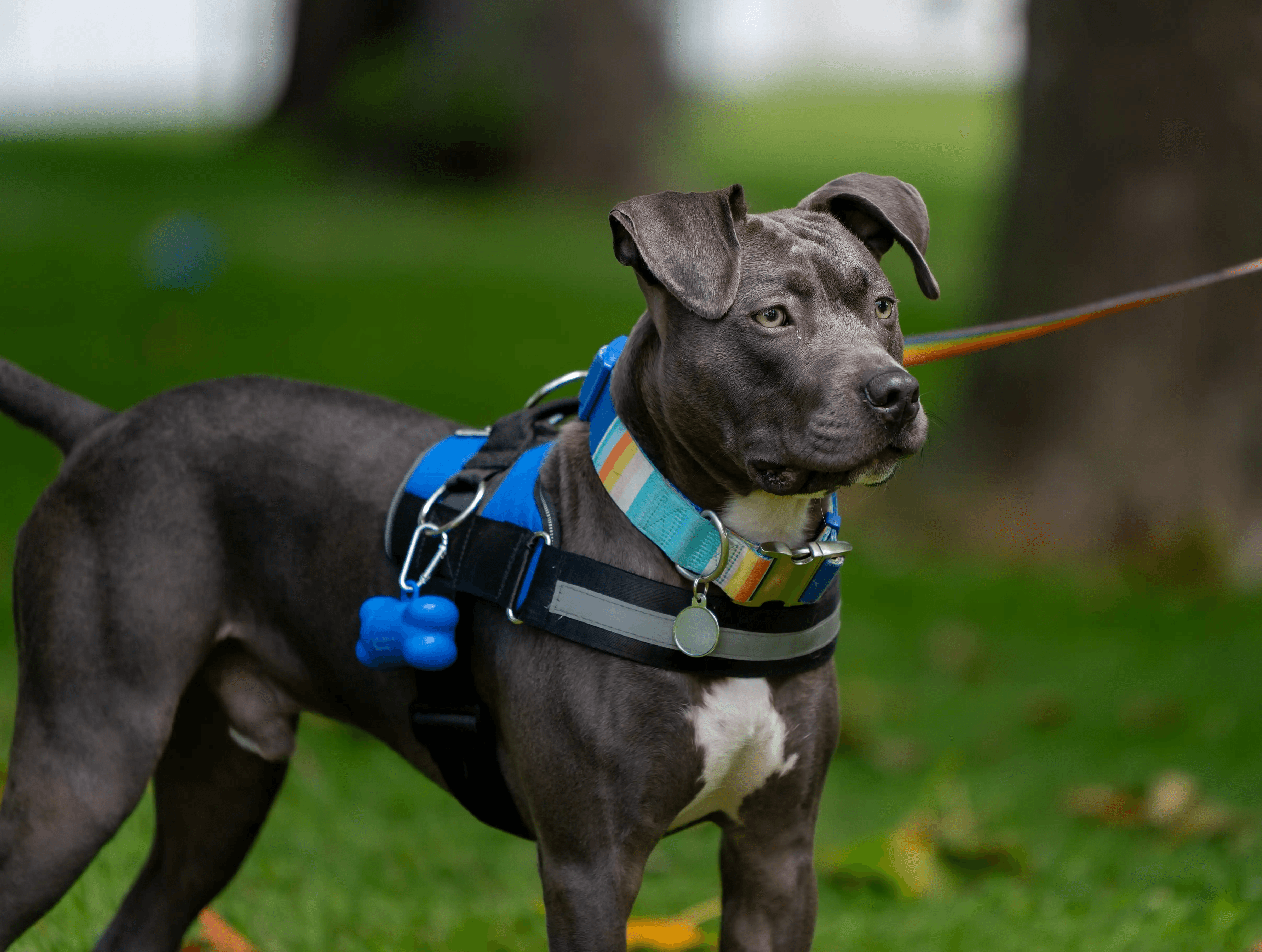 Grey dog on a leash in a park, illustrating a California dog bite injury case blog post
