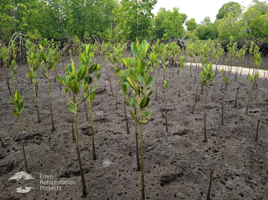 Jonge plantjes groeien in rijen, omgeven door rijke, donkere aarde onder een heldere, bewolkte hemel.