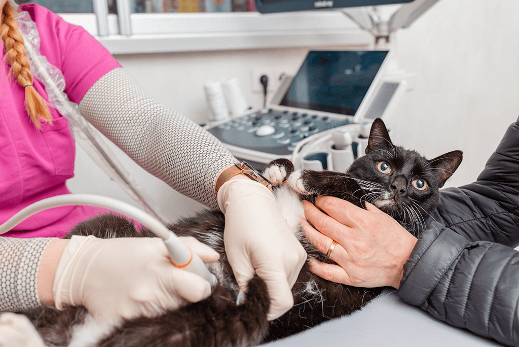  A cat undergoing an ultrasound at British Veterinary Hospital.