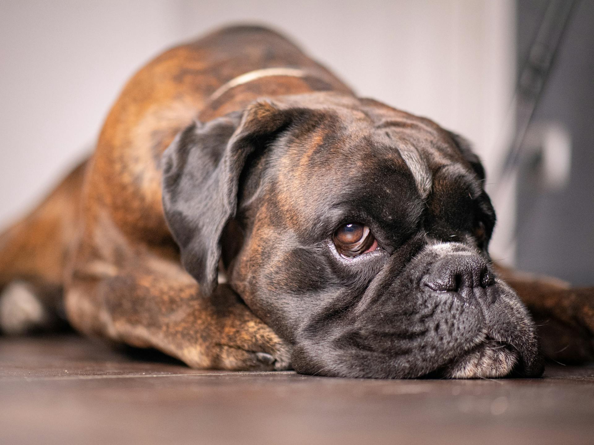 A Boxer is lying down on the hardwood floors and resting.