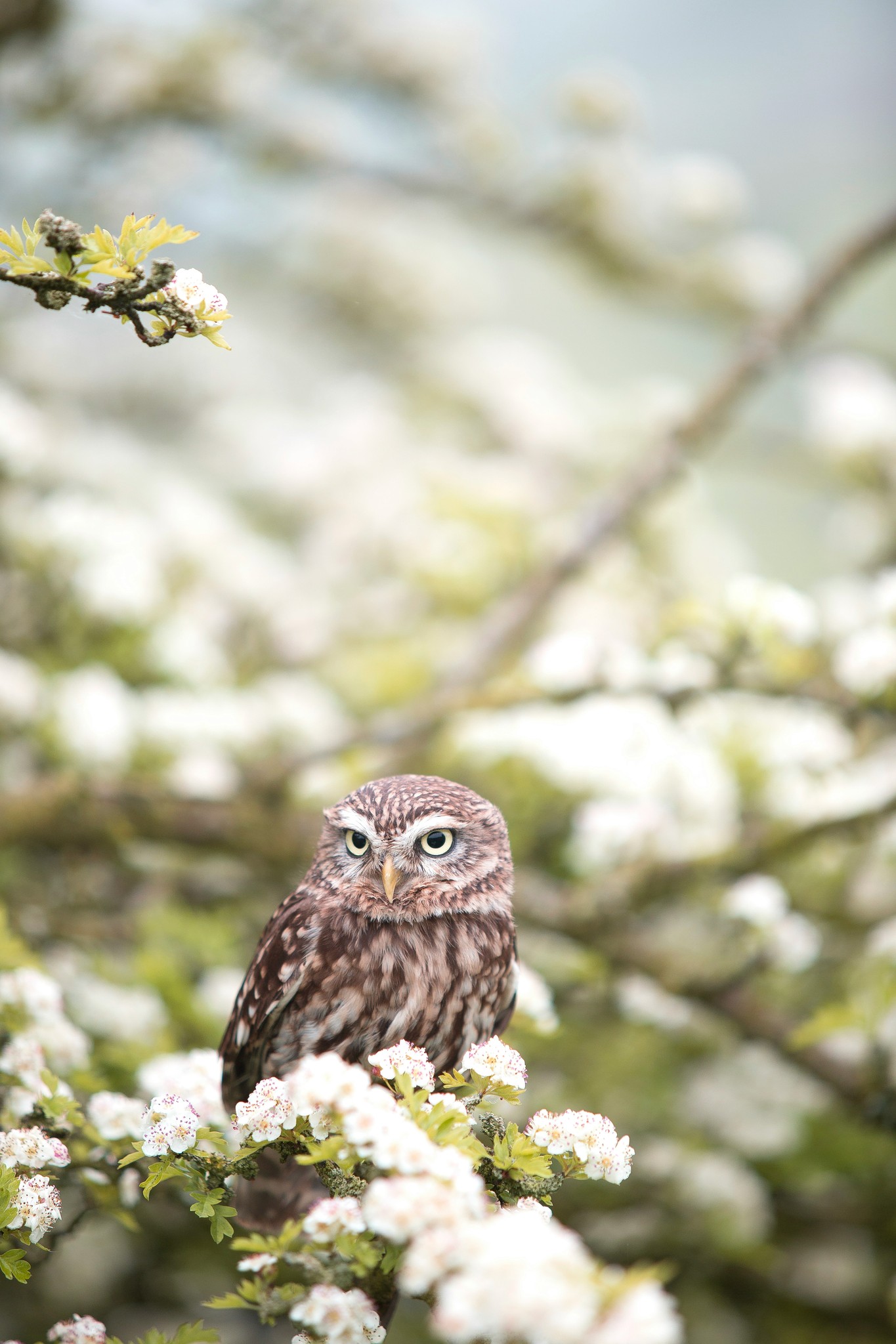 Owl on a tree