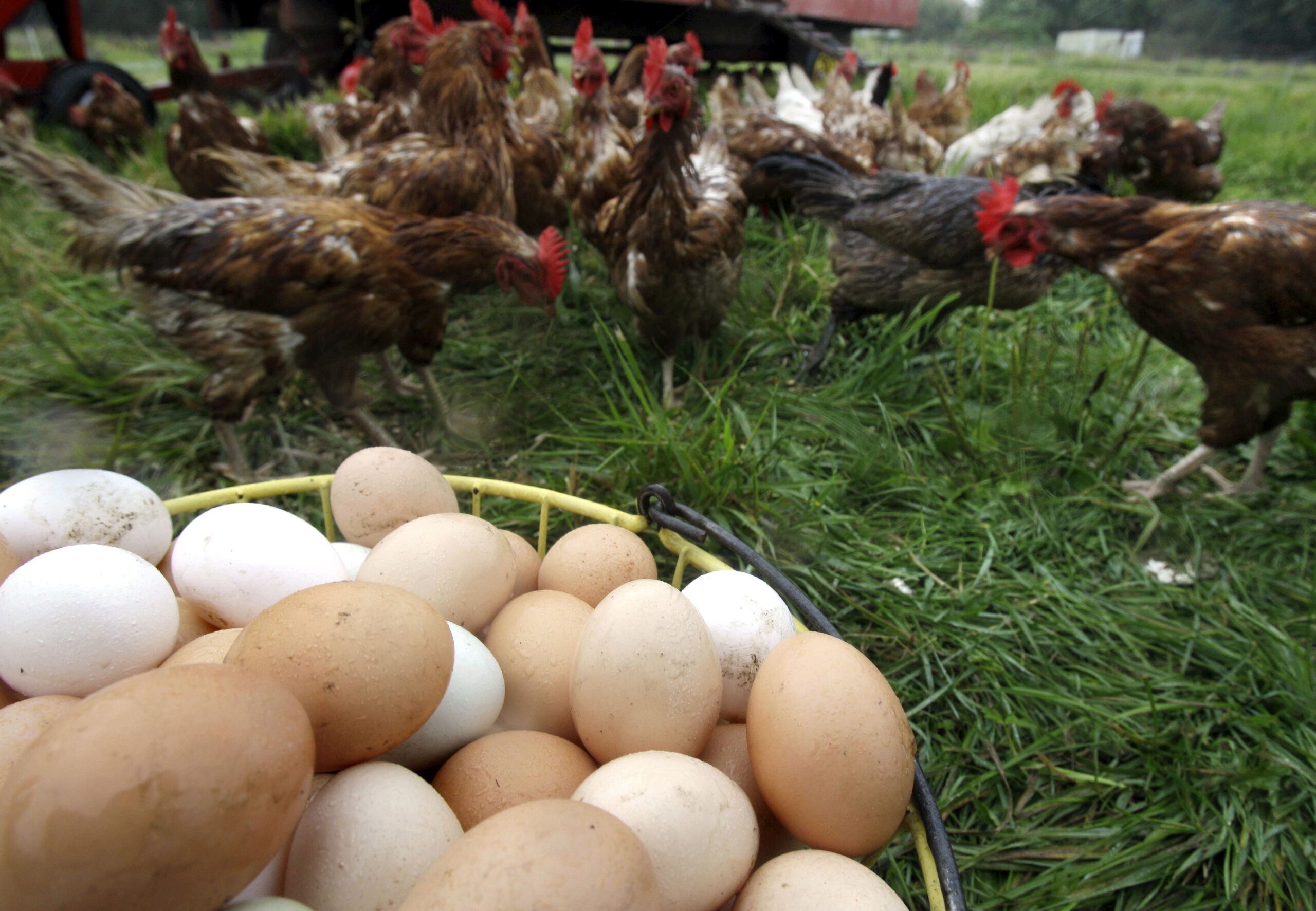 Farm Fresh Eggs