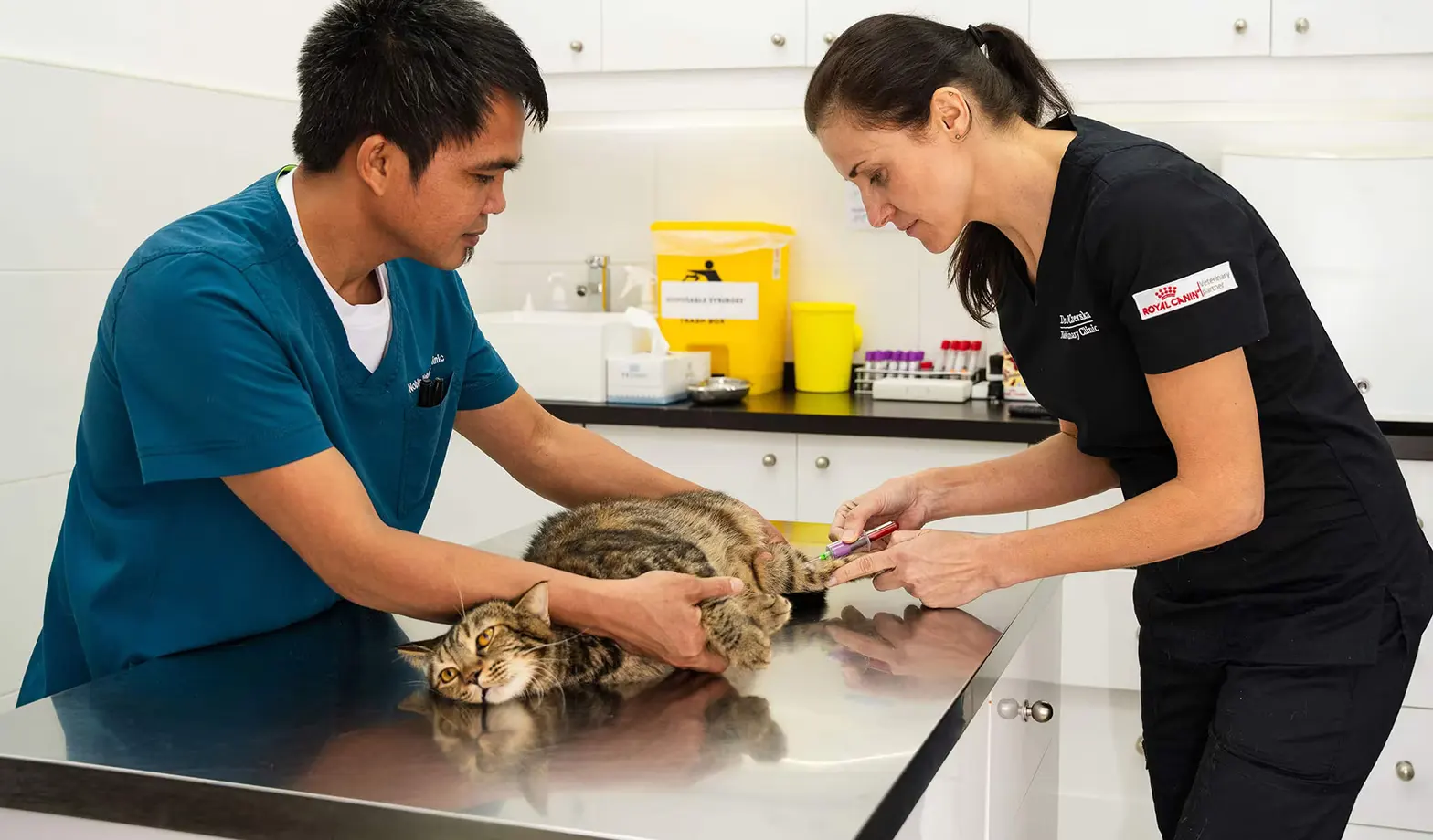 Our vet team takes blood samples from a cat before administering routine vaccinations.