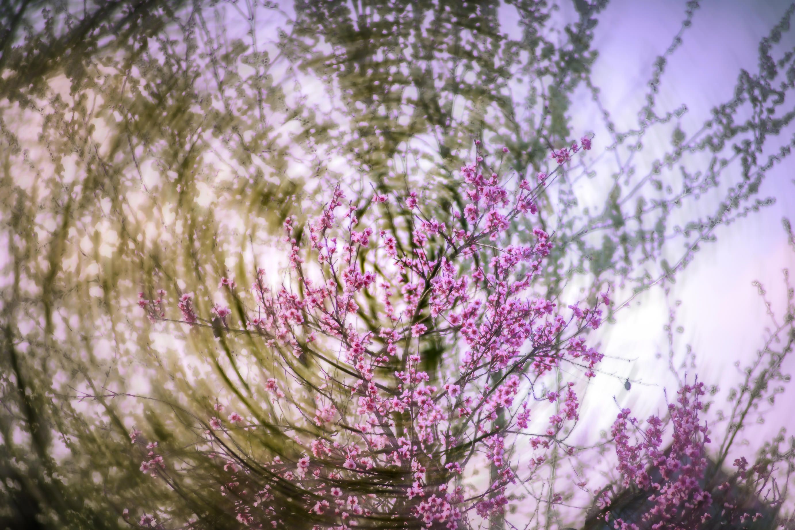 Plum blossom in motion against a pale sky
