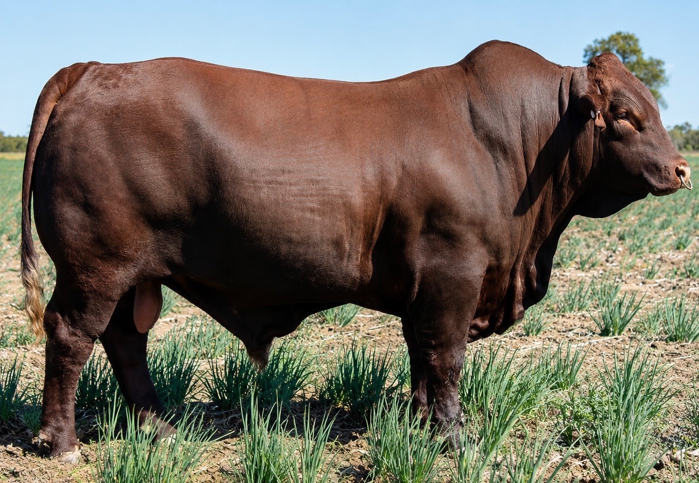 Diamond H Zorro bull