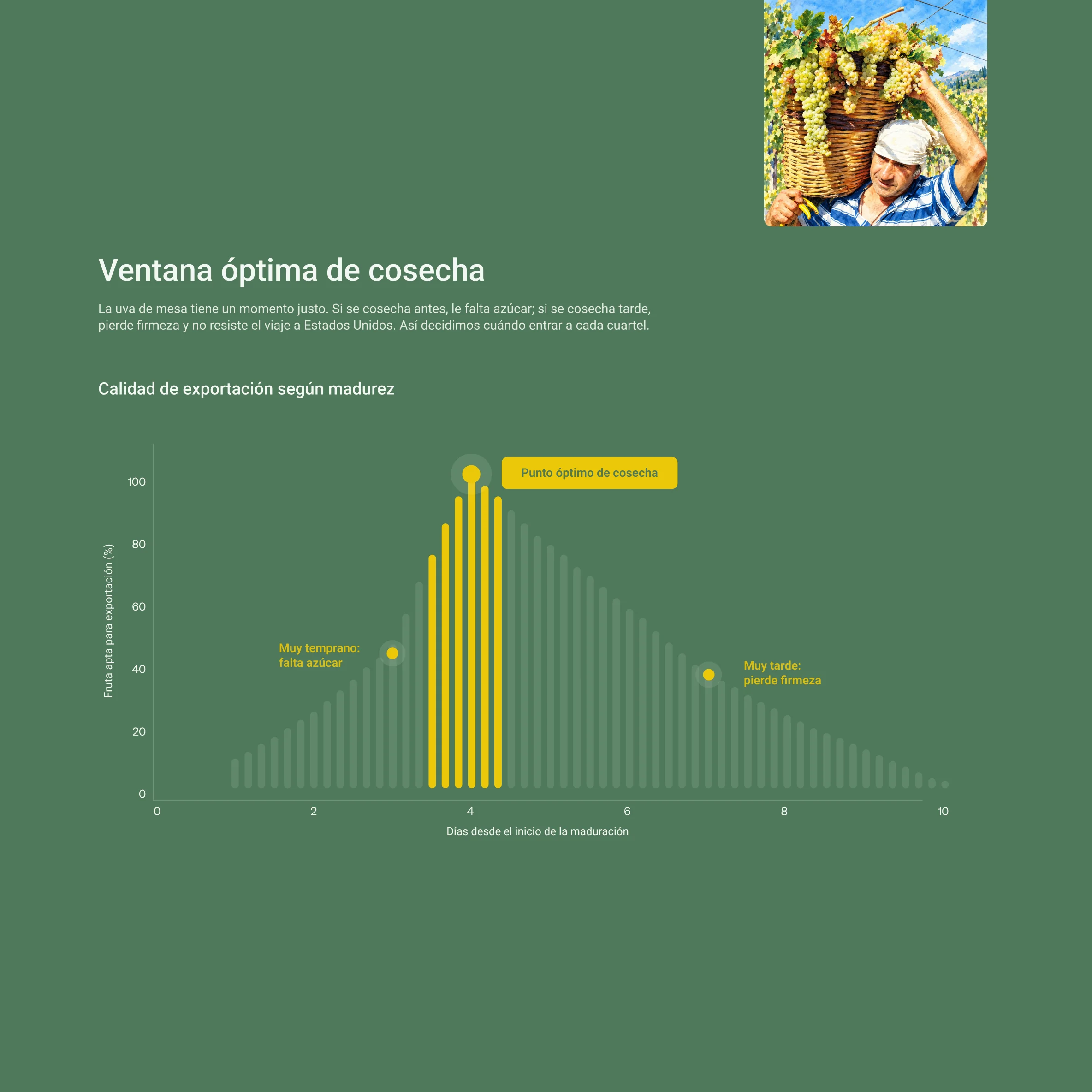 Artículo de la intranet sobre la ventana óptima de cosecha, con un gráfico de calidad de exportación según la madurez de la uva.