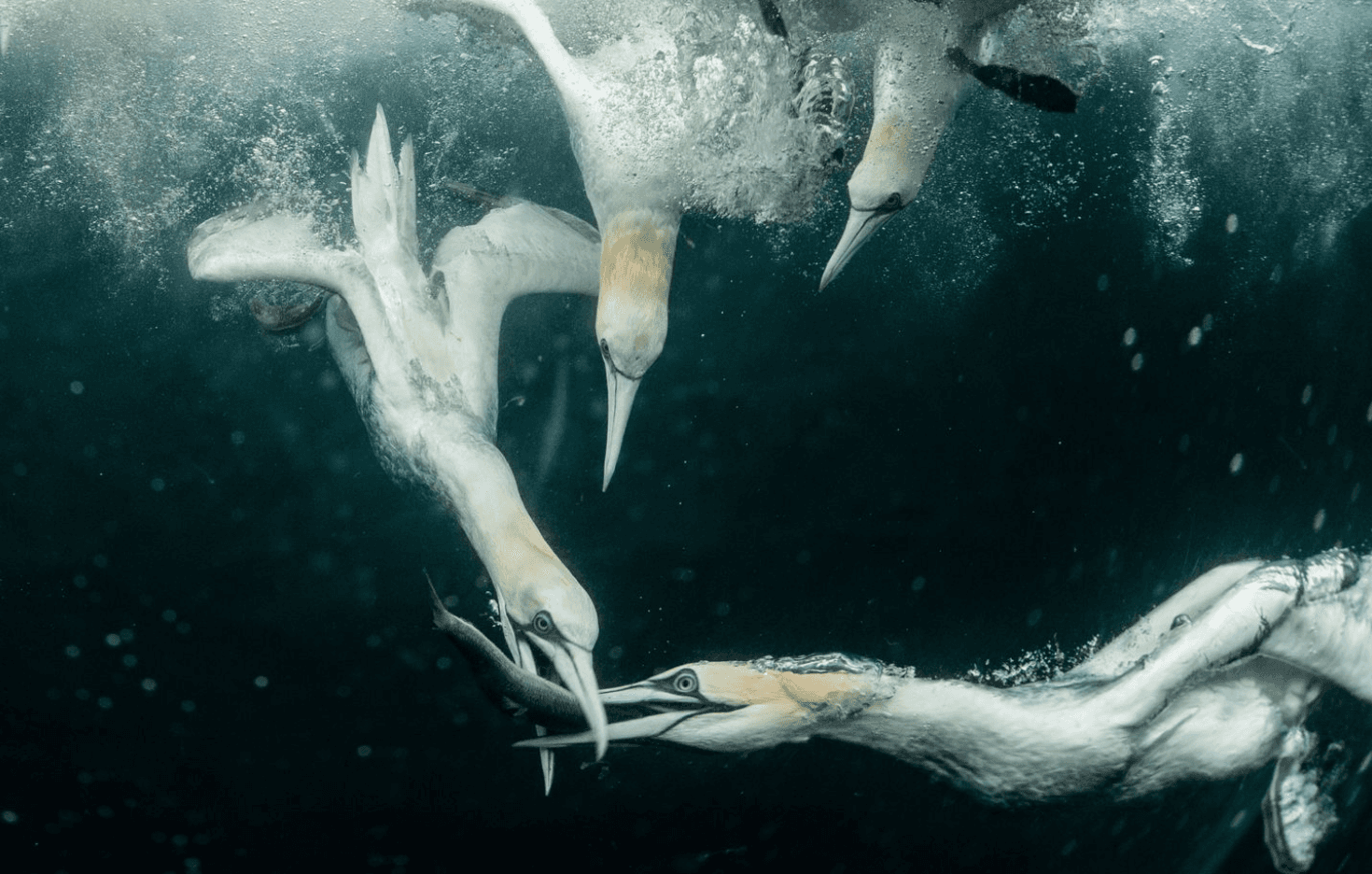 White seabird in flight