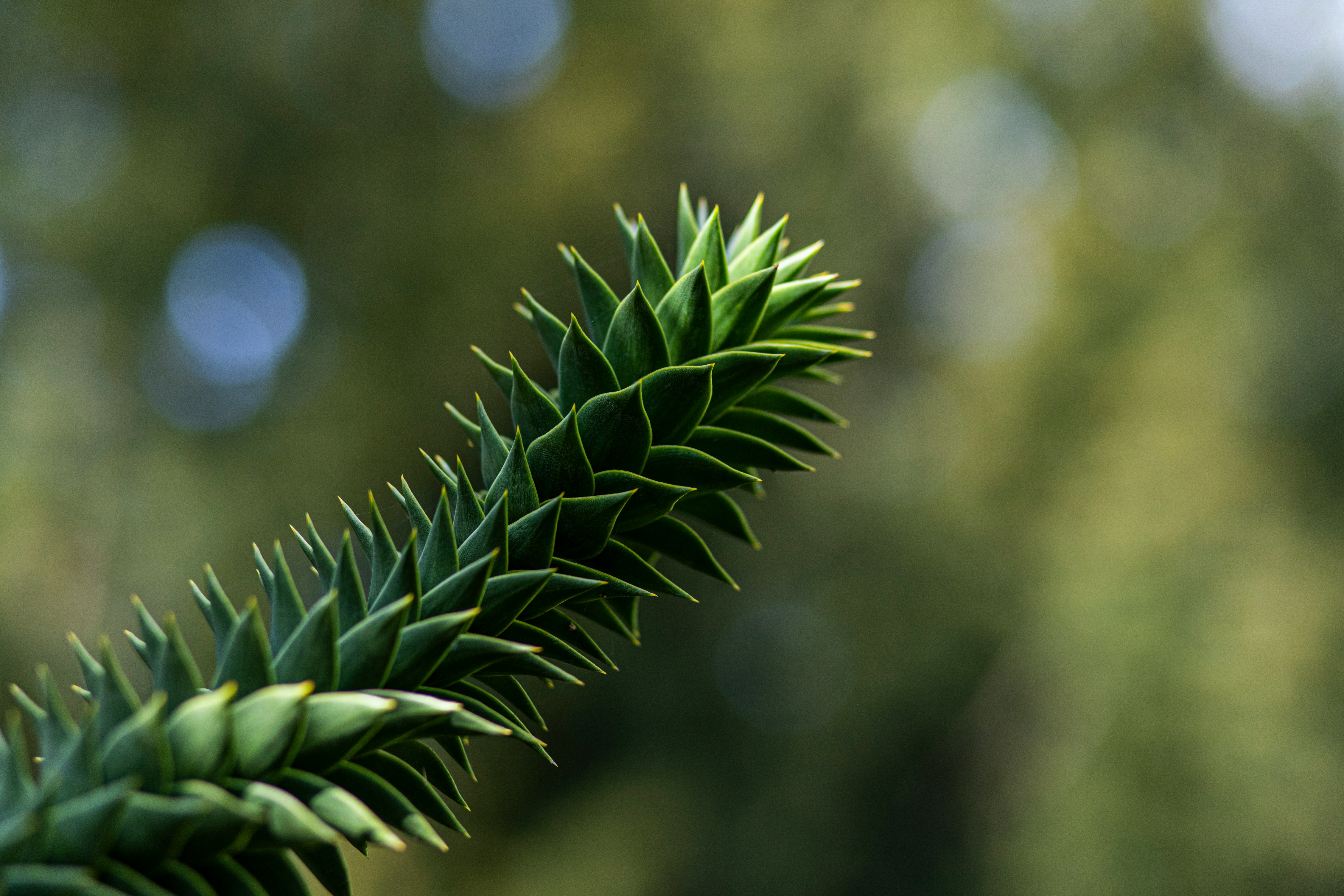 a close up of a pine tree branch