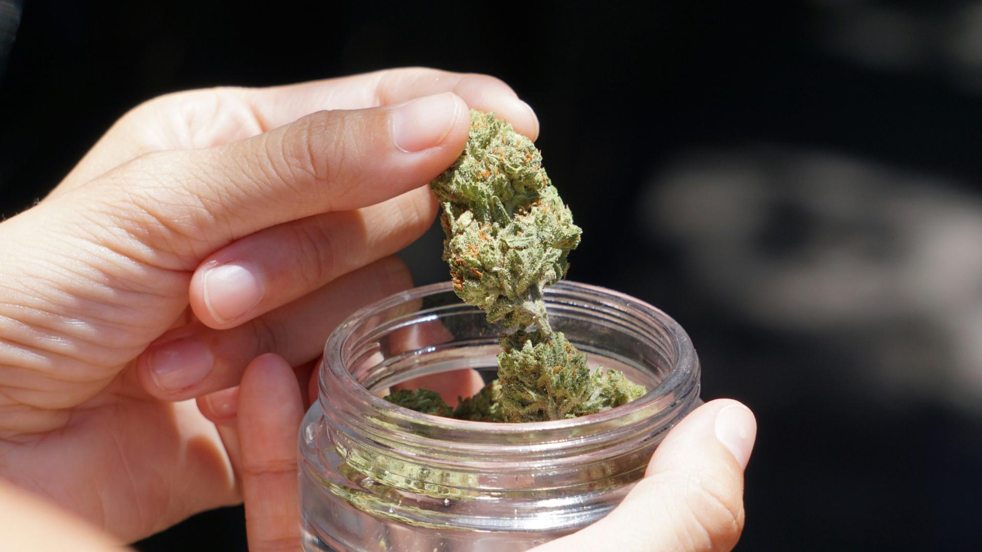 hand taking out cannabis flower bud from a glass jar