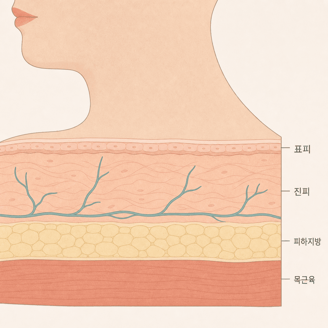얇은 목 피부의 표피부터 근육층까지 단면