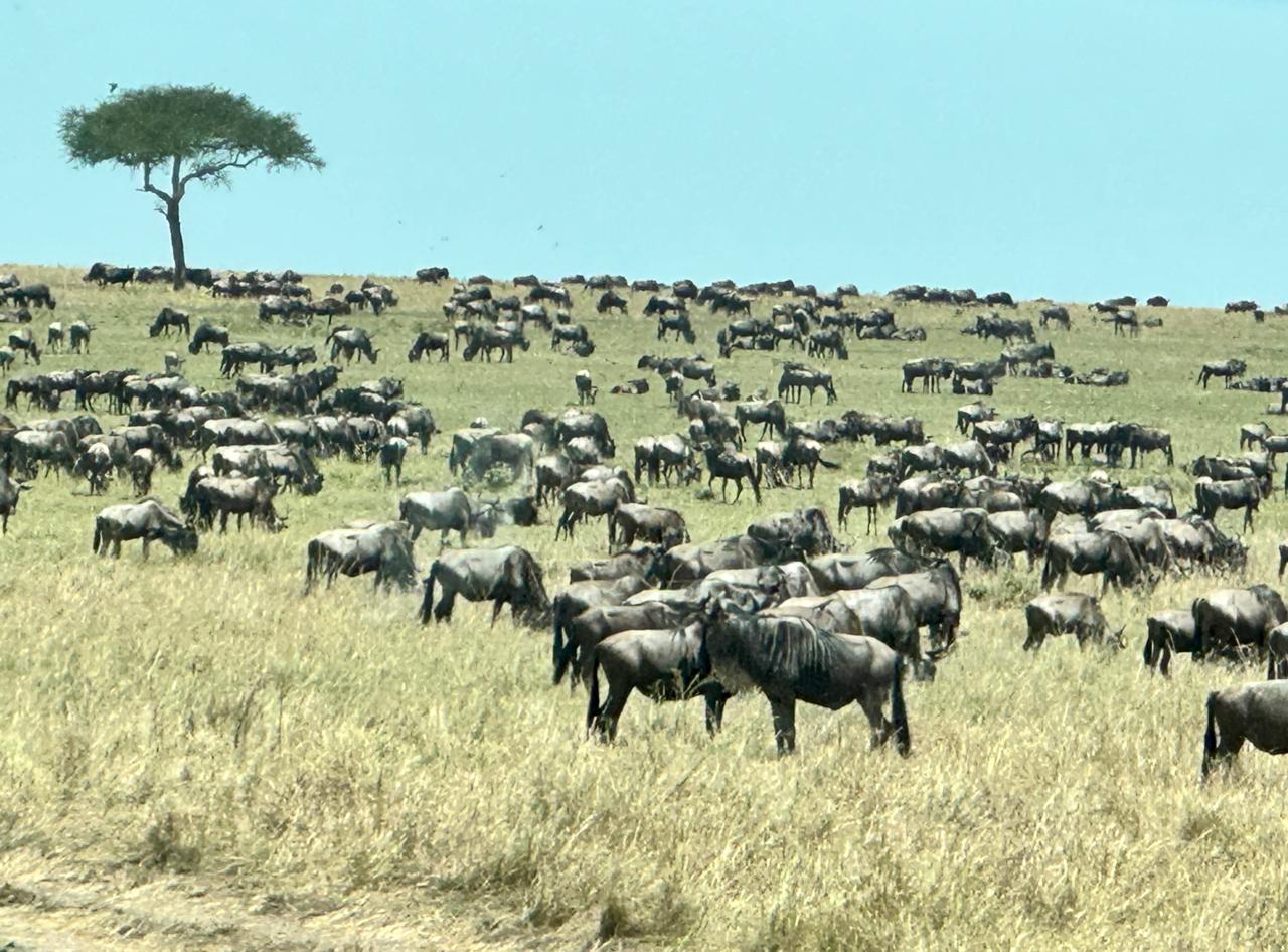 Wildebeest migrating in Serengeti
