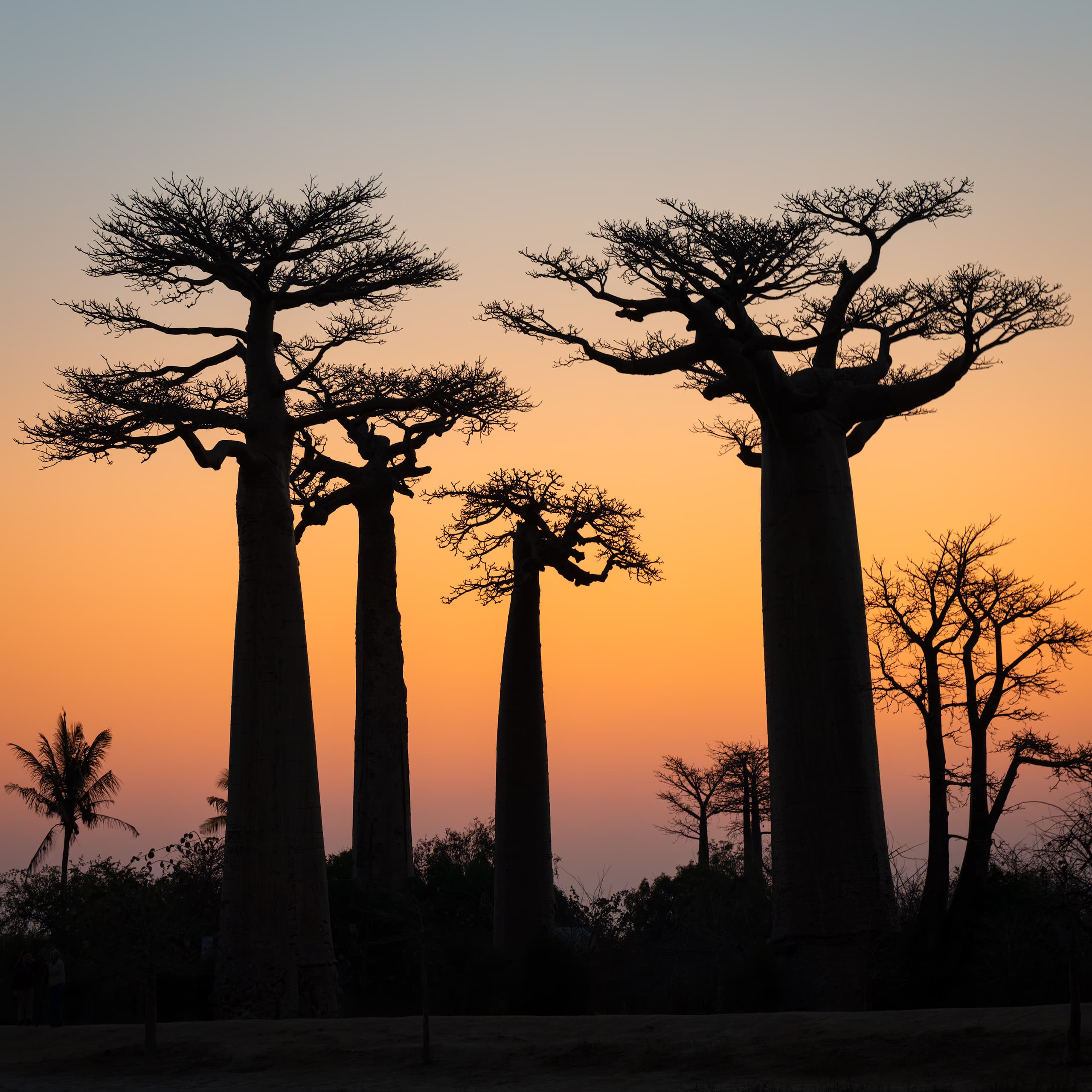 Baobas en Madagascar