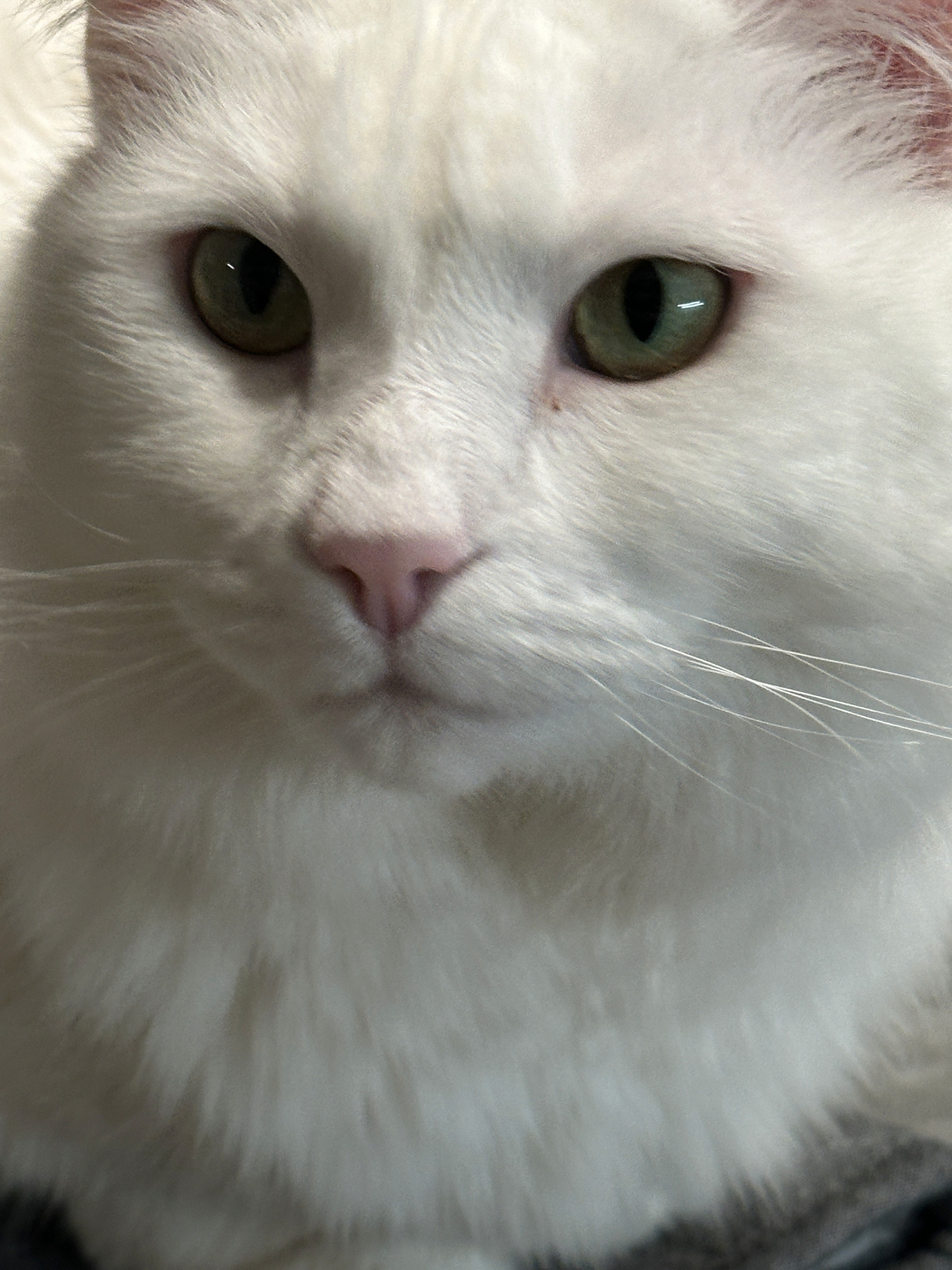 grey and white cat in close up photography