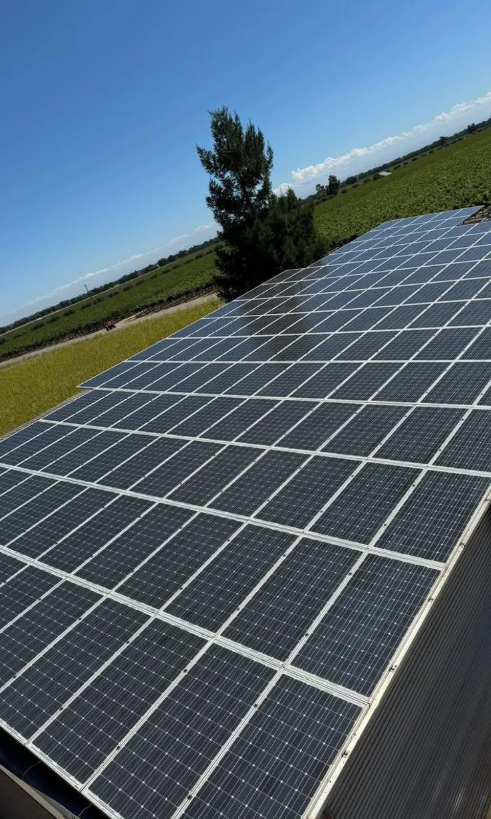 Clean rooftop solar array under a bright sky beside a vineyard