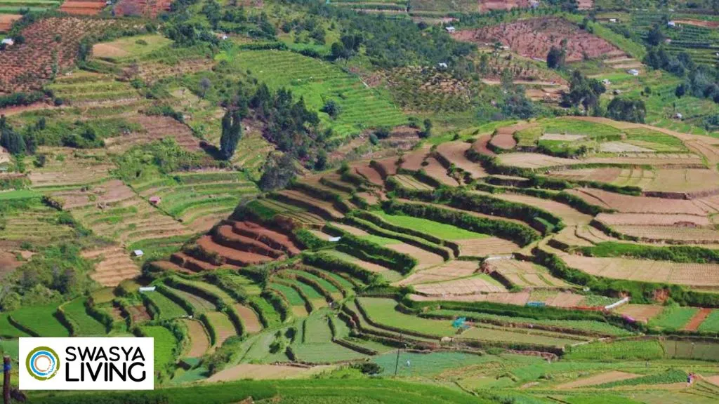 Terrace Farming in India
