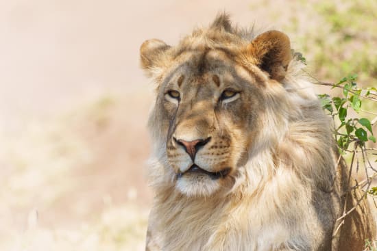How to Book a Namibia Safari from the UK
