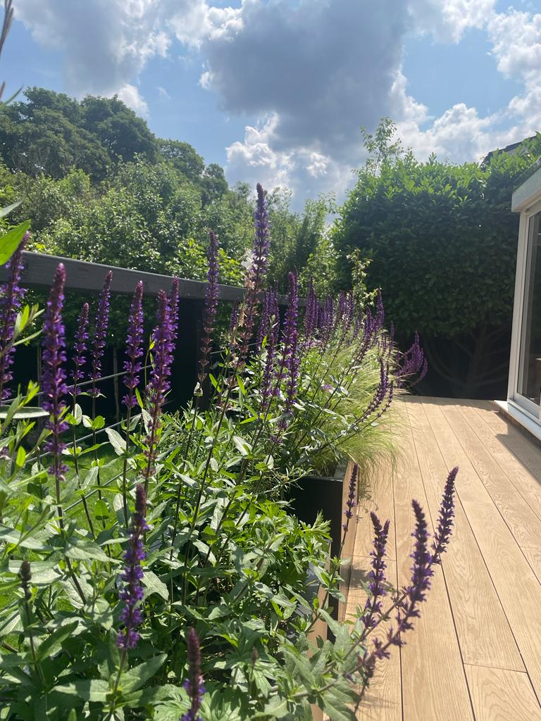A lush garden with vibrant green plants alongside a wooden deck under a bright blue sky with scattered clouds.