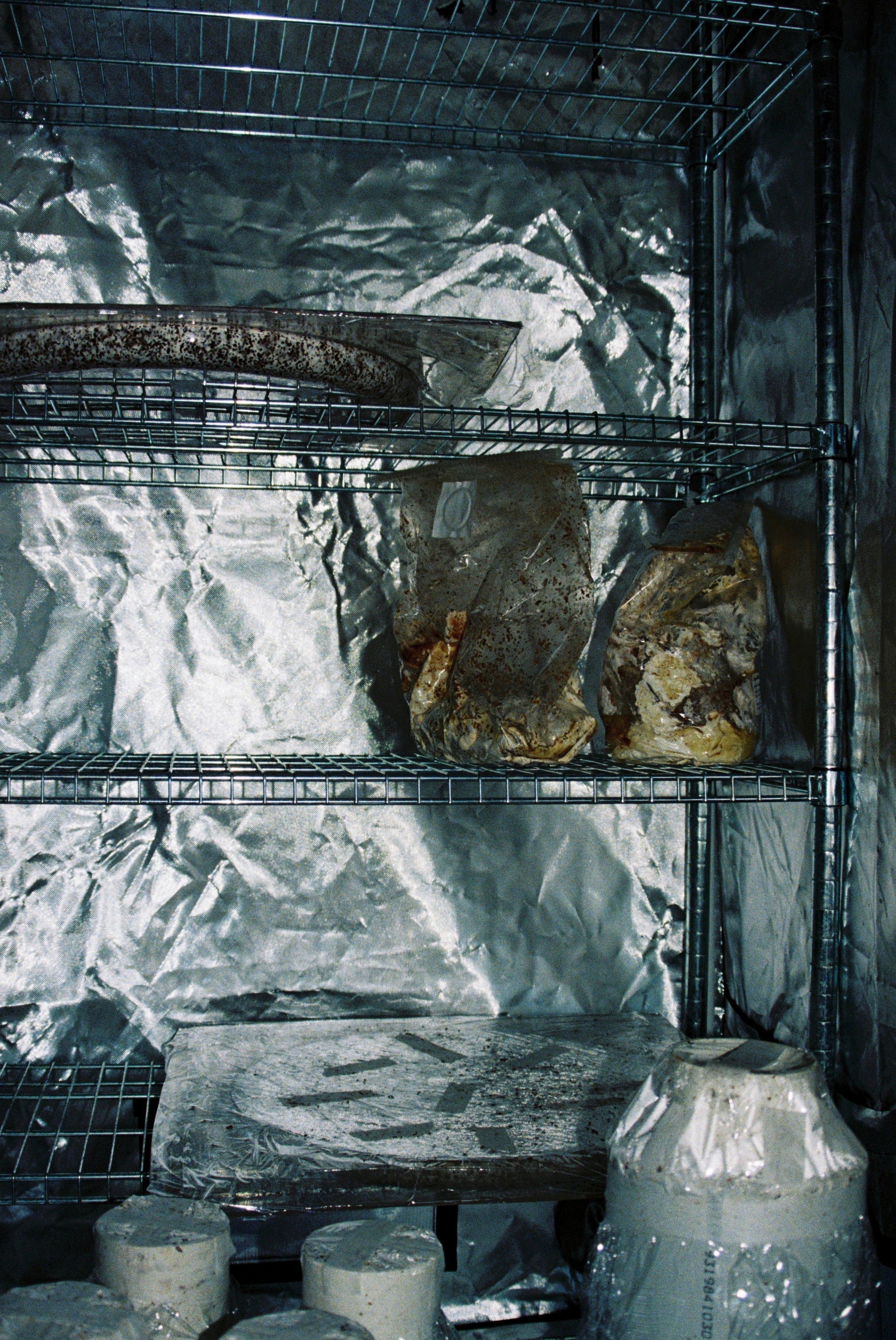 test mycelium growths