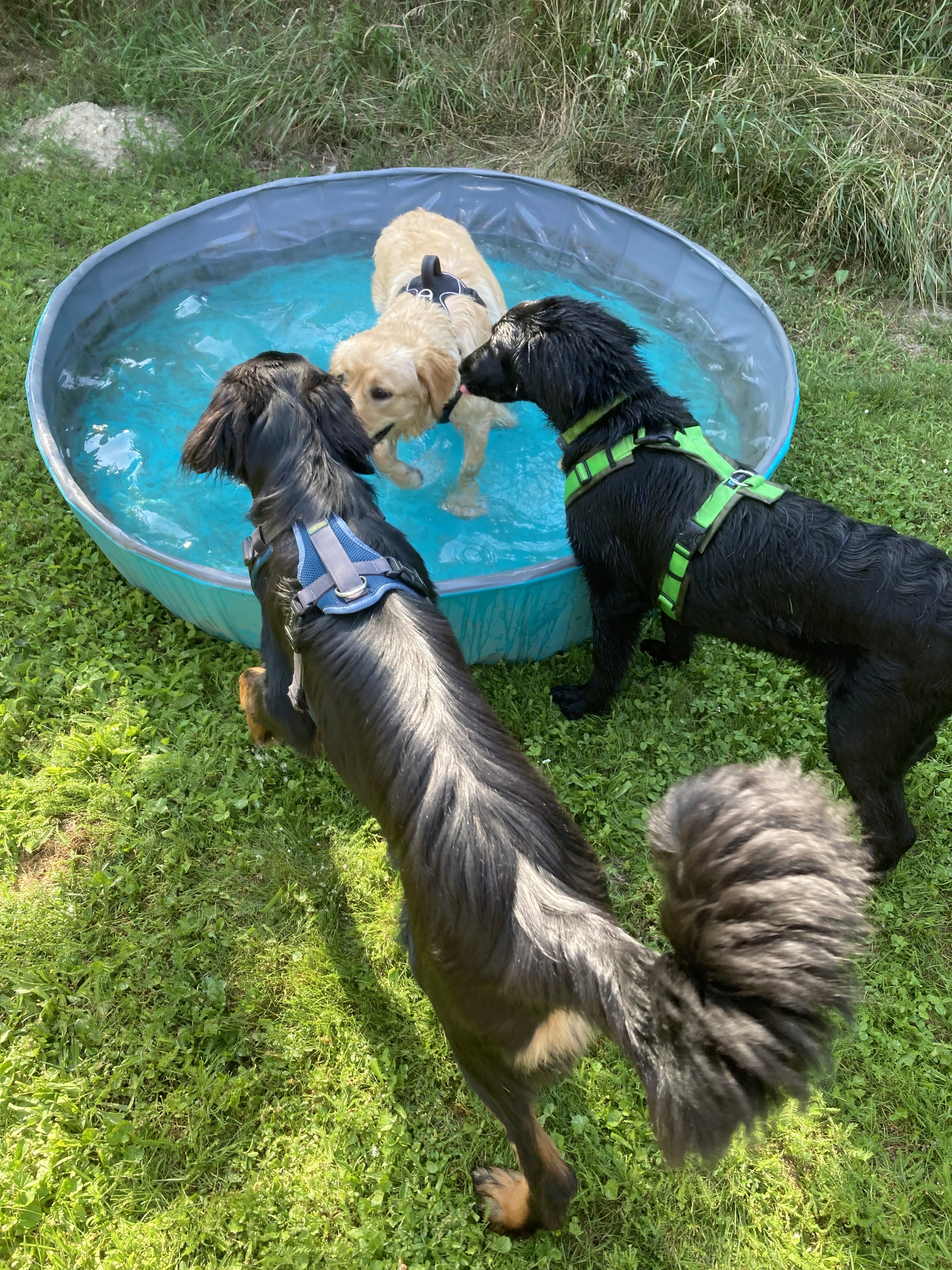dog with mouth protector