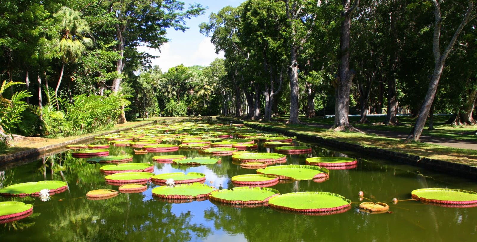 The Grapefruit Garden