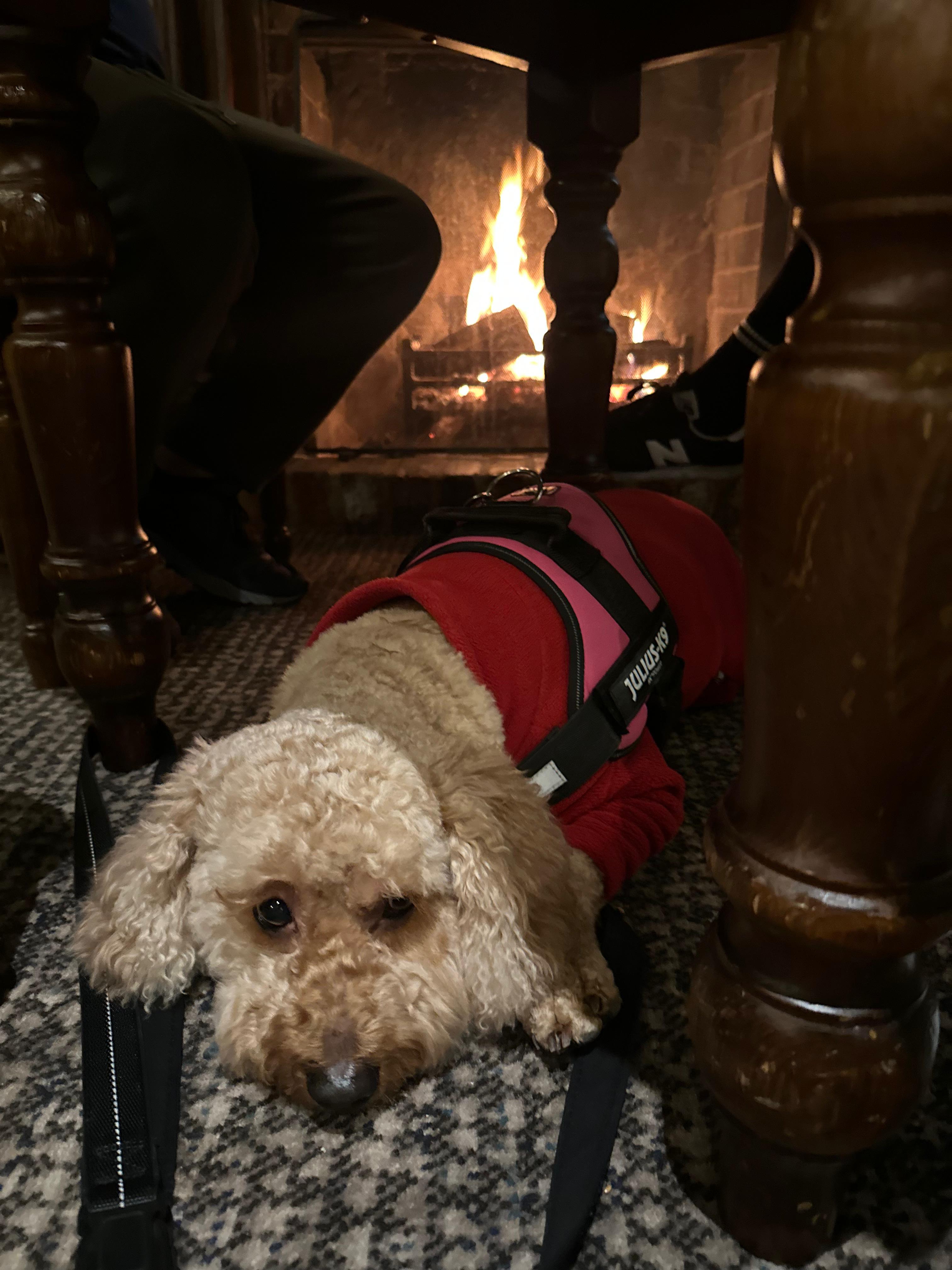 A curly-haired dog wearing a red vest and harness lies on a textured carpet beneath a wooden table, while a crackling fire burns warmly in a brick fireplace in the background.