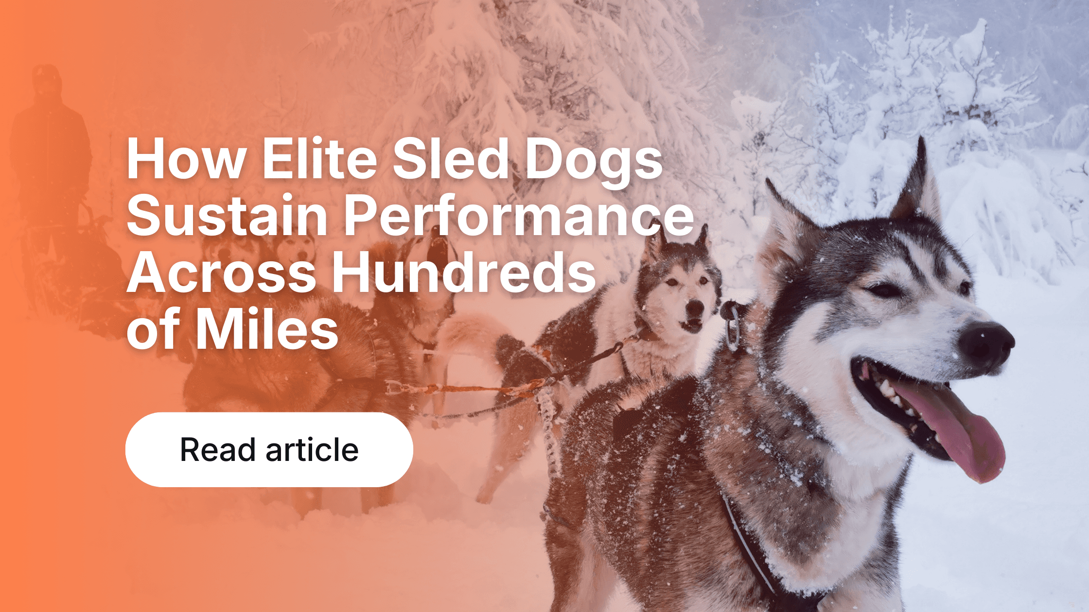 How Elite Sled Dogs Sustain Performance Across Hundreds of Miles