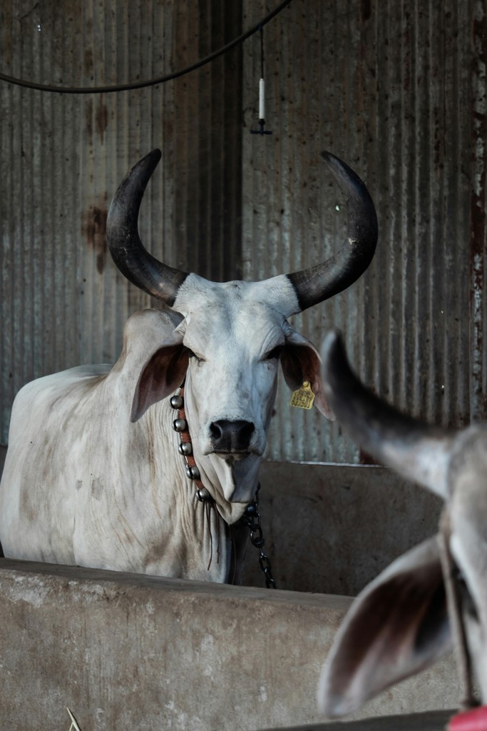Tabla de peso de ganado bovino