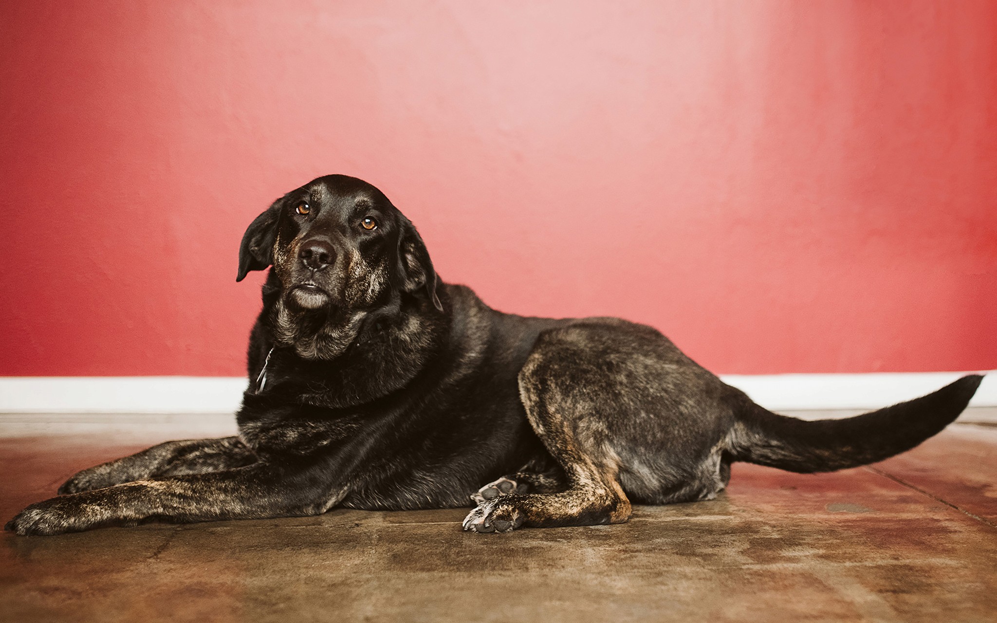 Etta dog posing pretty