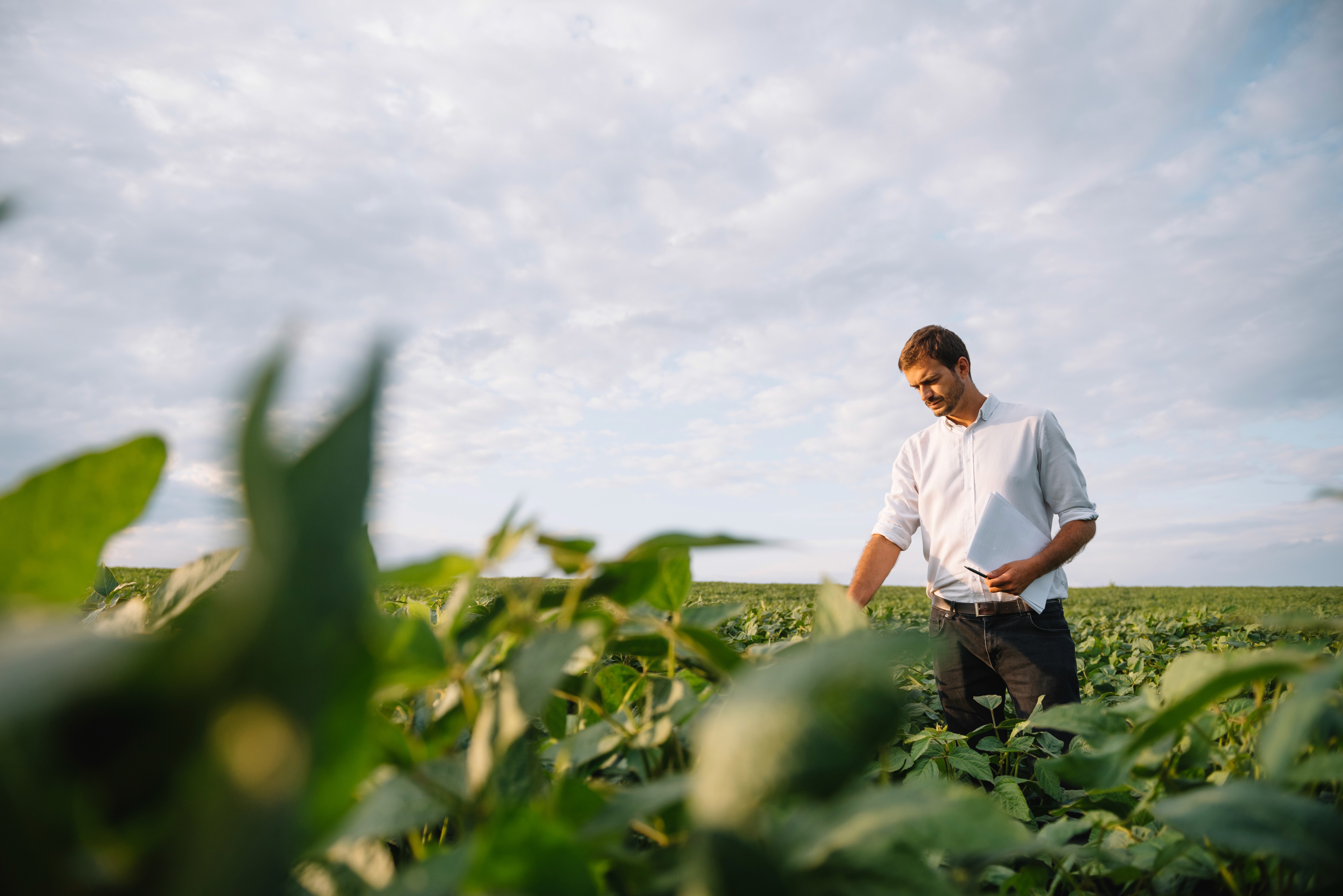 Agrónomo analizando una planta de soja en un campo agrícola