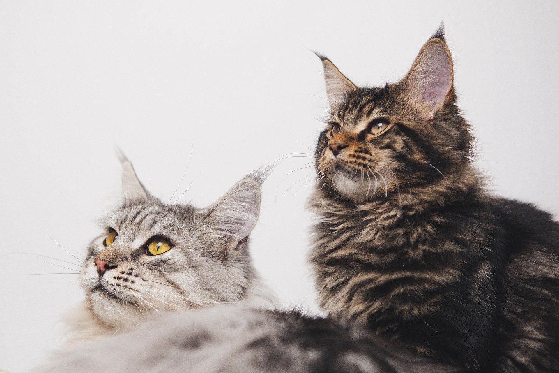 Two cats are sitting beside each other against the white wall. They are looking up.