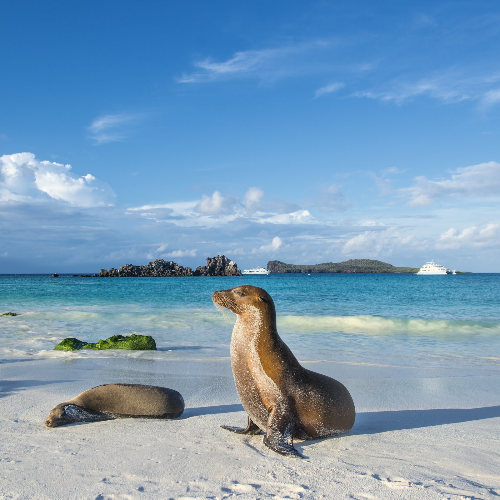 A Galápagos sea lion resting on a pale sand beach, turquoise water behind.