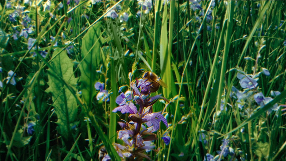 Close-up of a bee collecting pollen in a wildflower meadow, highlighting biodiversity and sustainable agriculture.