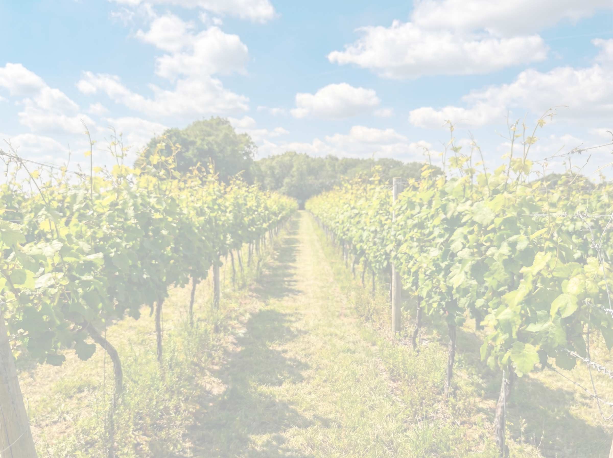 Rows of lush green grapevines stretching towards a tree line under a bright blue sky with fluffy white clouds, featuring a soft white overlay to ensure text readability.