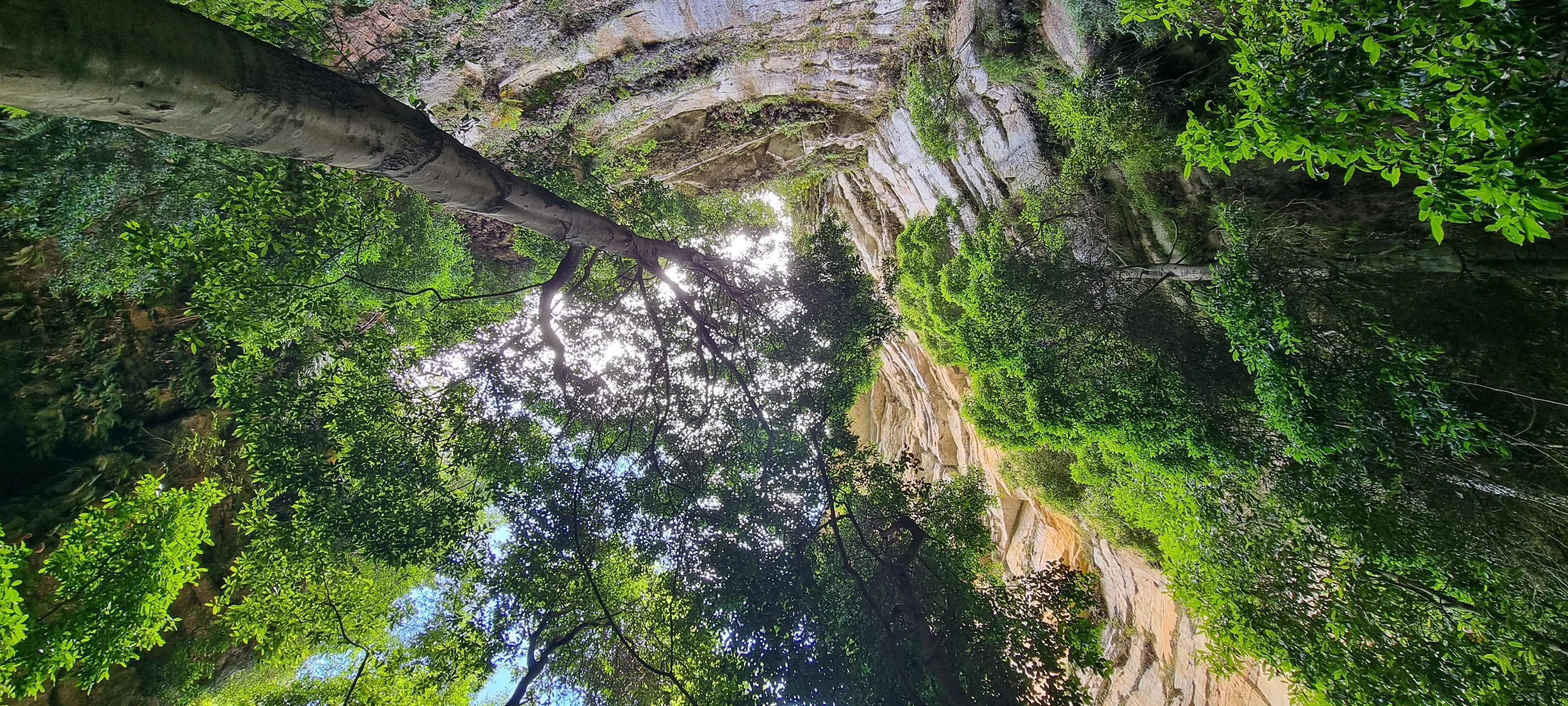 Blue mountains looking up