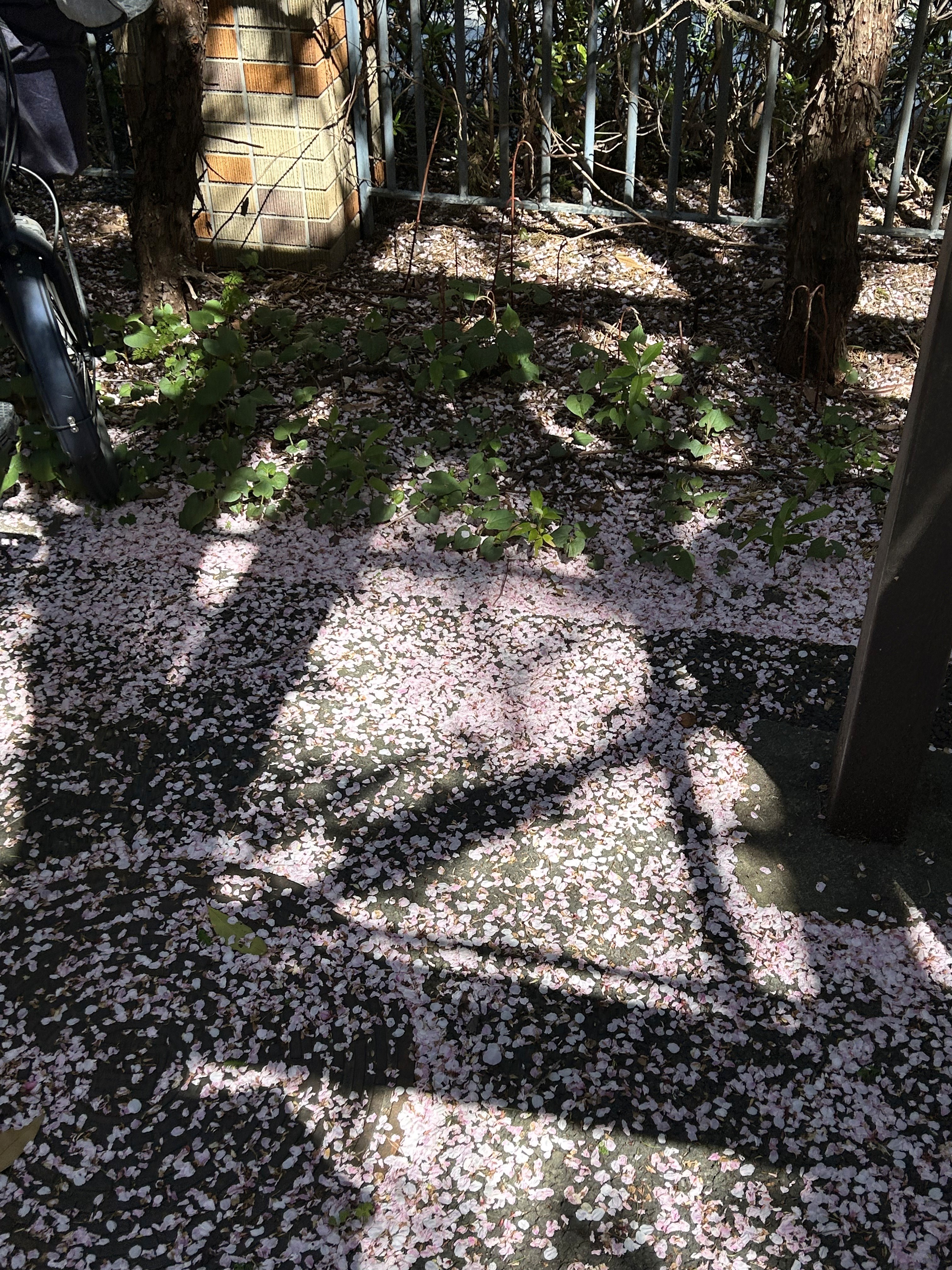 亞咖村長日記-親臨日本莫內展場近距離感受斑瀾筆觸與光影藝術