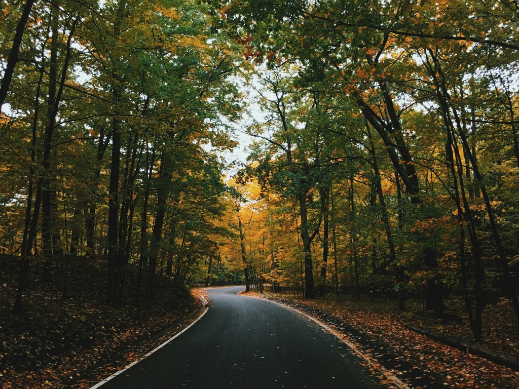 A winding road through a forest, surrounded by trees with green and gold leaves, creating a serene atmosphere.