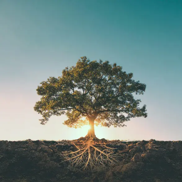 Arbre avec ses racines