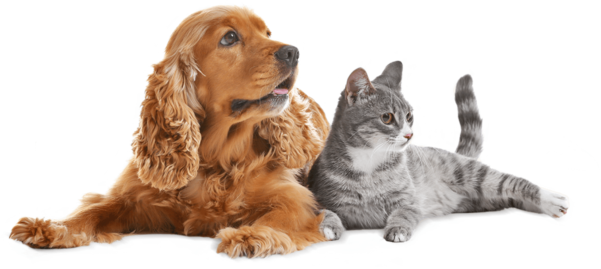 Dog and Cat together