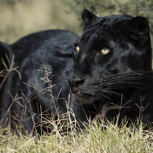 一只黄眼睛的黑豹躺在茂密的草丛中，专注地向一侧凝视。