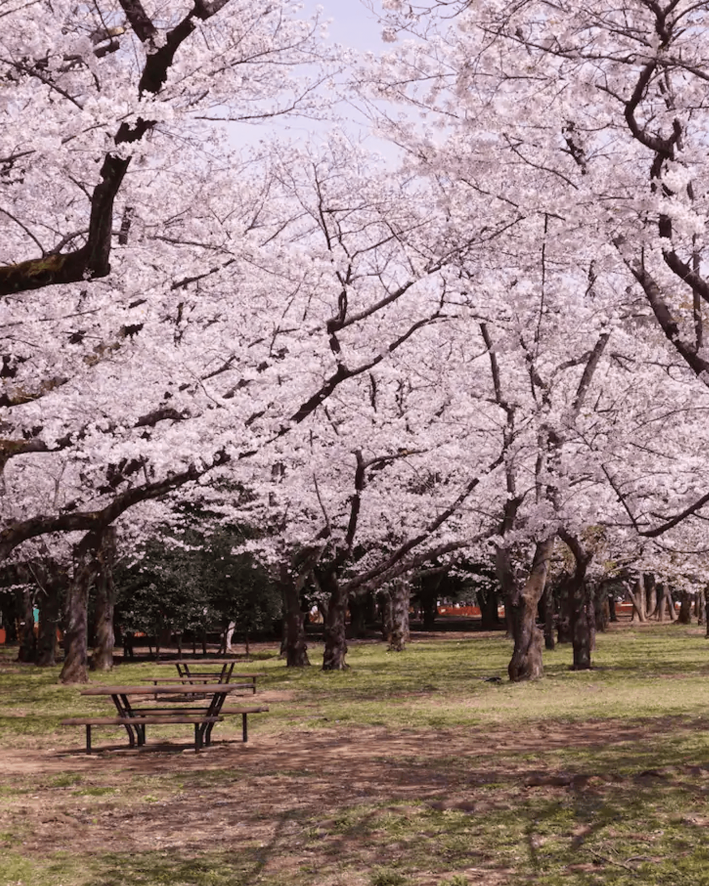 yoyogi park during the spring time with cherry blossoms in full bloom