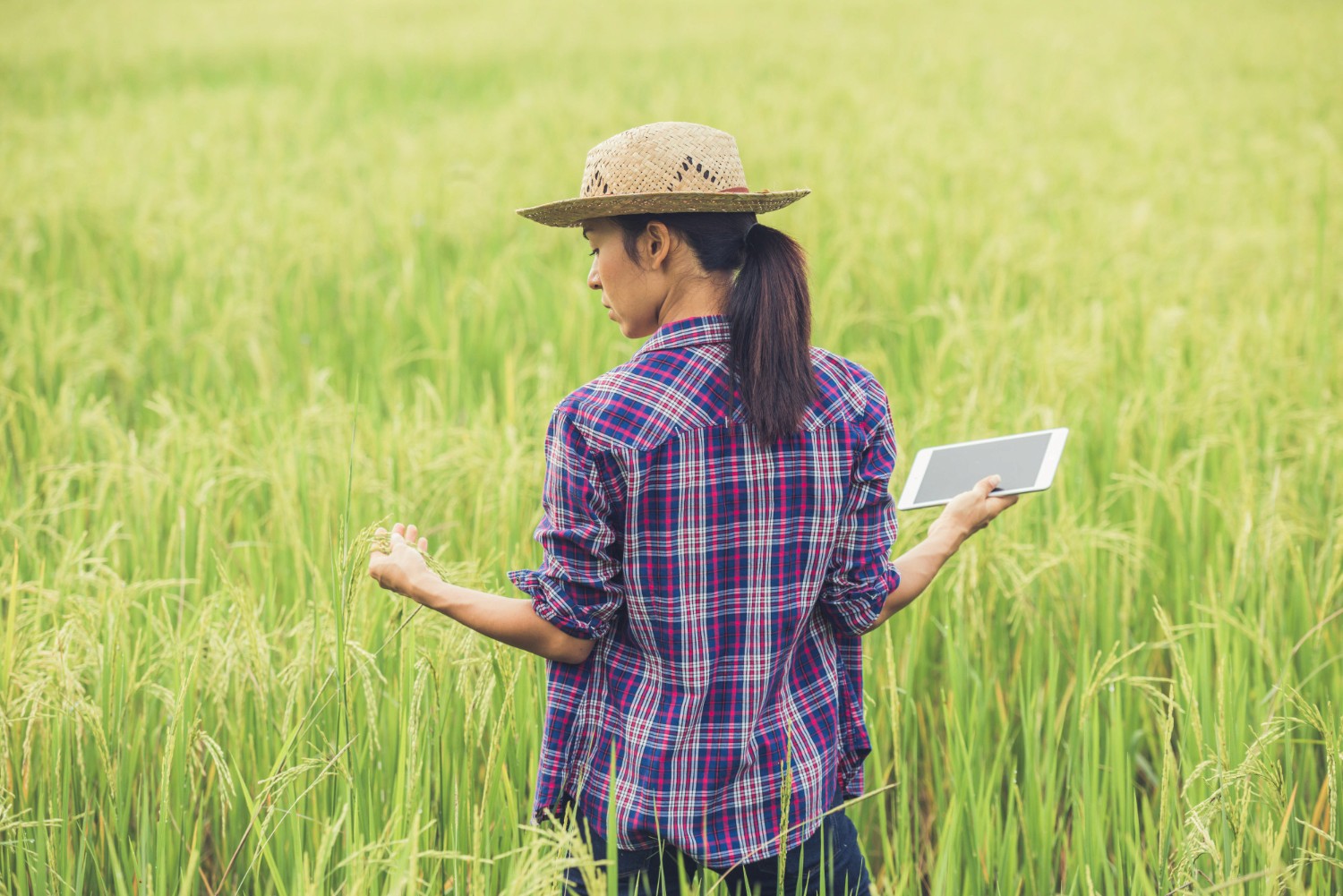 farm manager inspecting farm