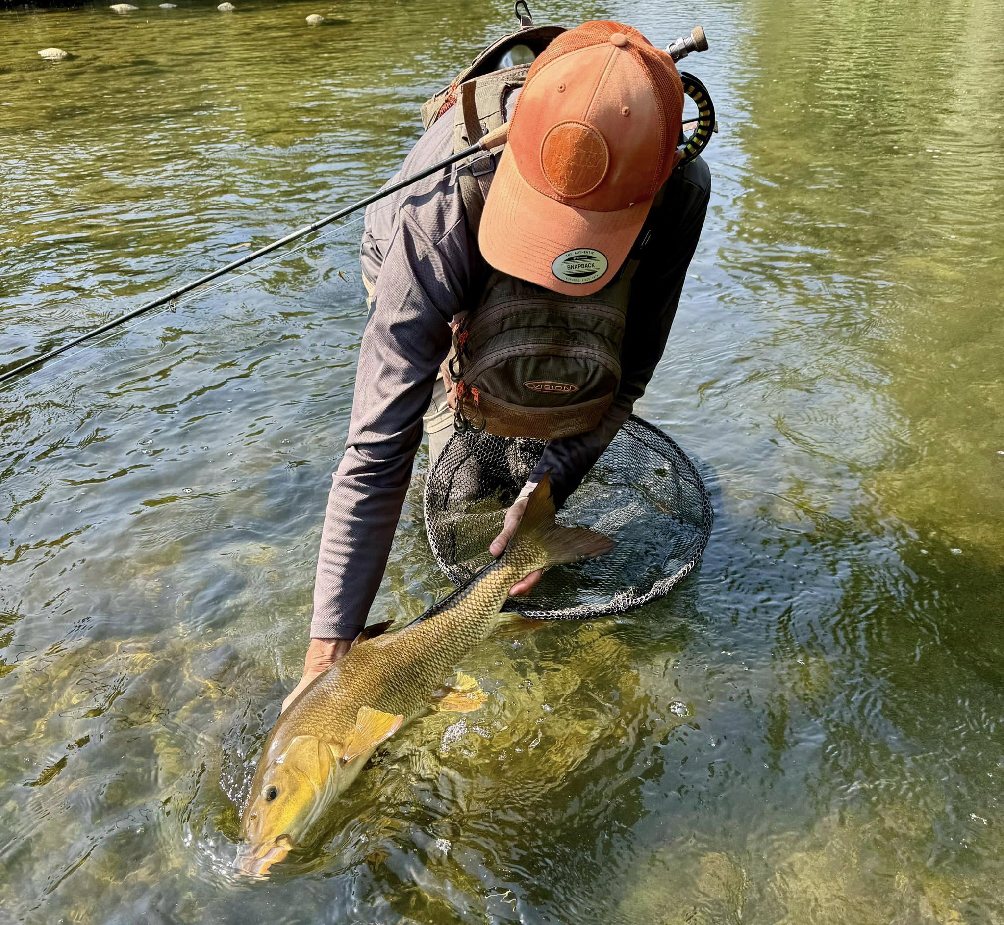 Angler experiencing the thrill of landing a large carp while fly fishing in the Po River.