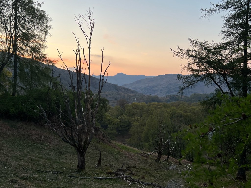 Scattered trees in on a grassy hill. Mountains in the background and soft orange to blue light in the sky.