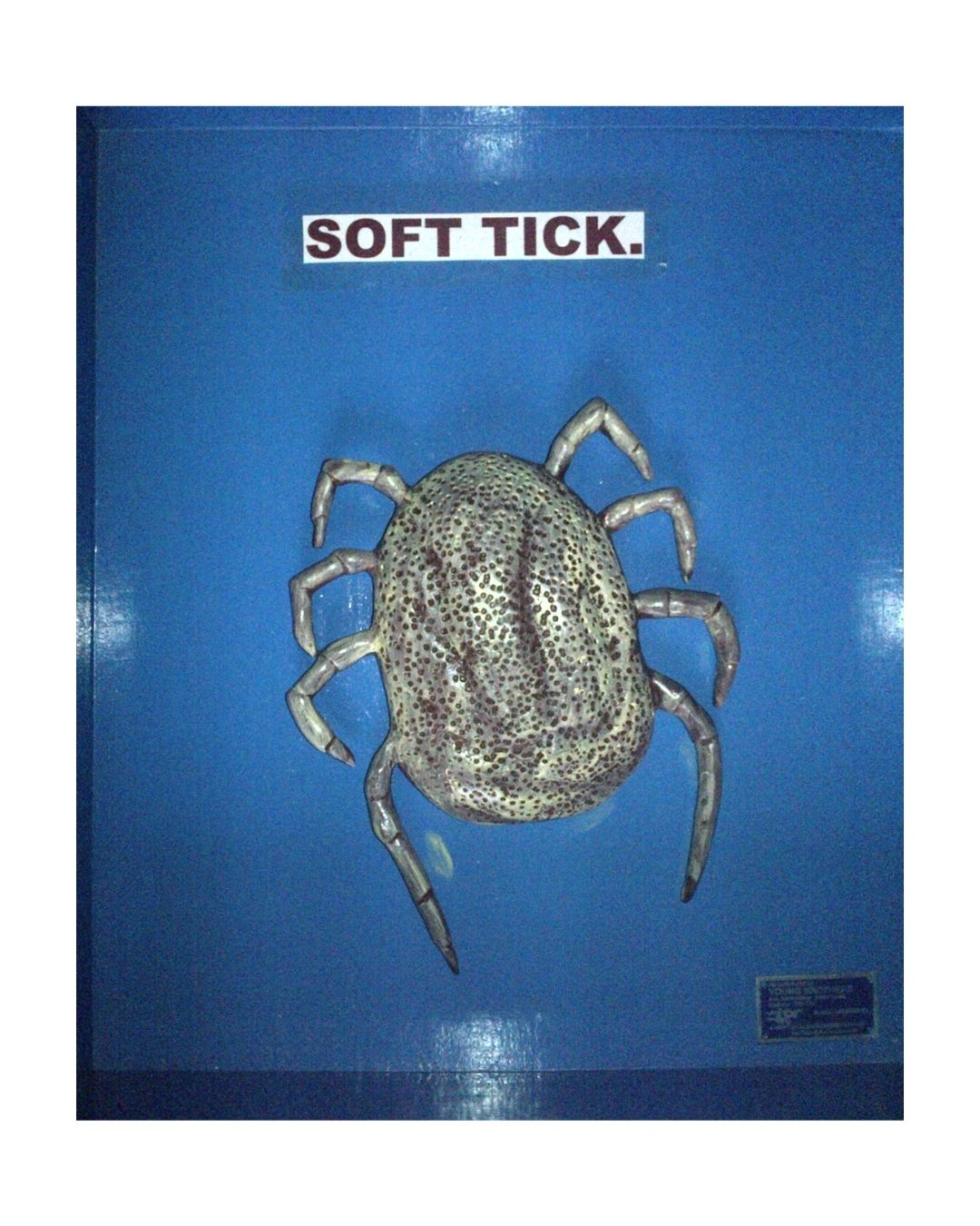 Soft Tick