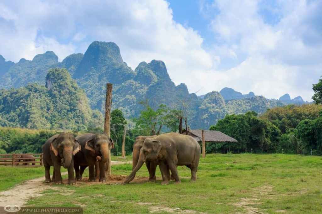 Elephants, Khao Sok