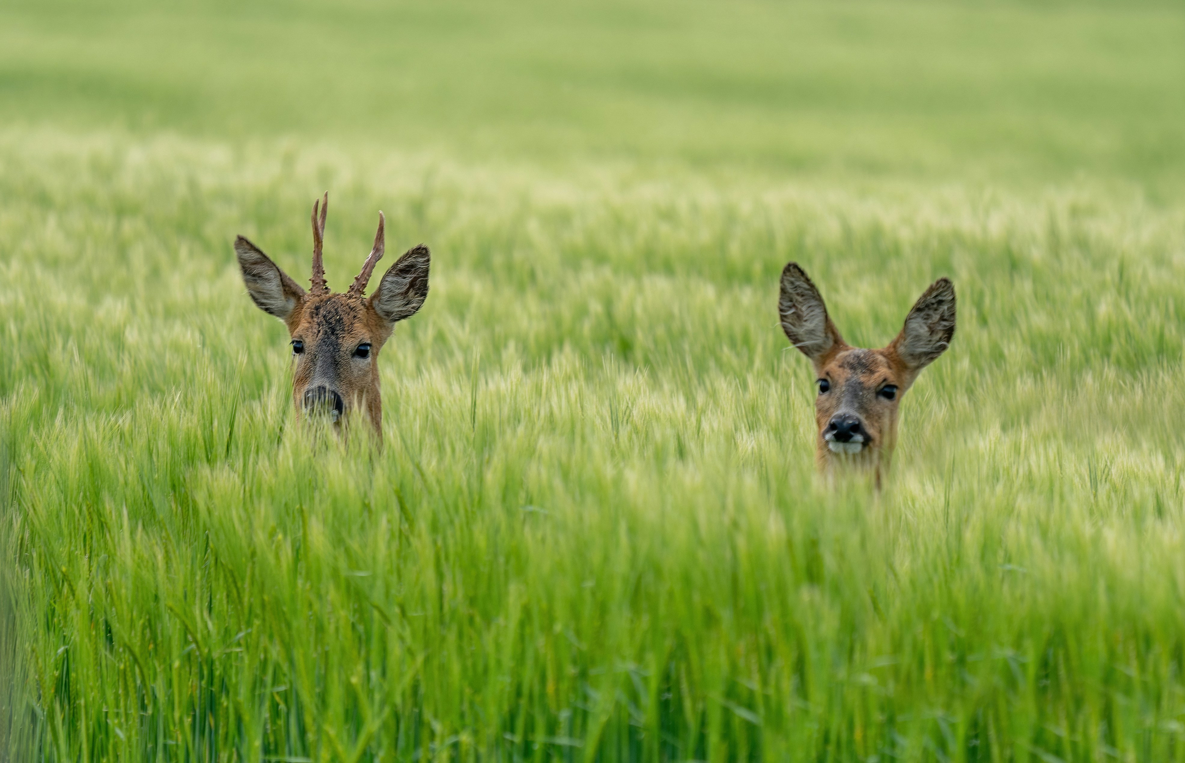 Zwei Rehe stehen tagsbüer in einem grünen Weizenfeld. 