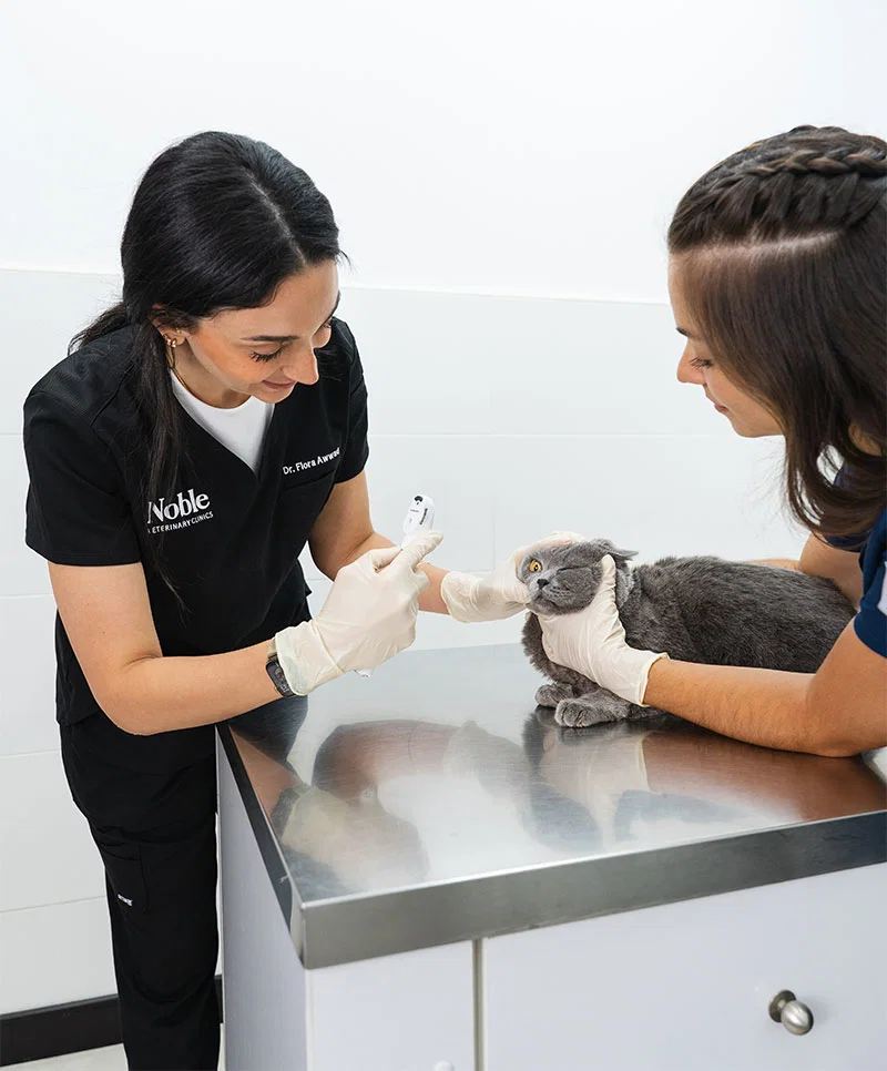 A veterinarian is checking a cat's eye while another vet keeps the cat steady.
