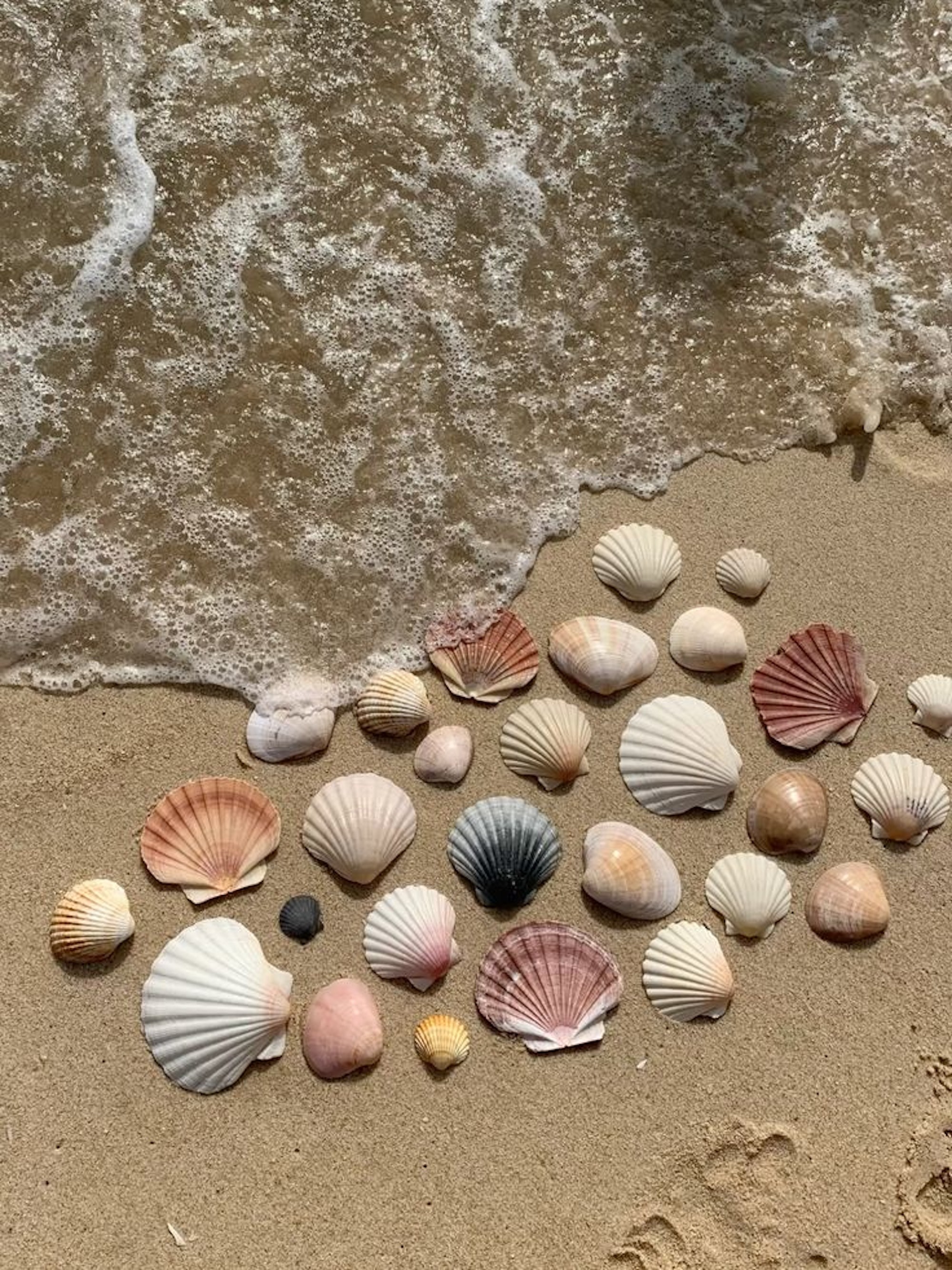 Seashells lying on the beach, as the water comes up.