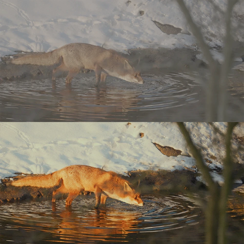 Fox drinking water with snowy ground around him
